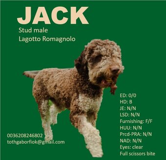 Lagotto Romagnolo steniatko - 4