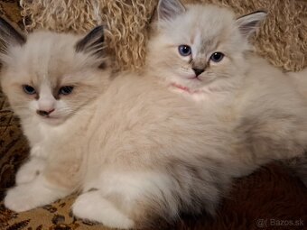 Ragdoll mačiatka /mačičky aj kocúrikovia/ - 4