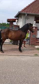 Sportovy pony valach - 4