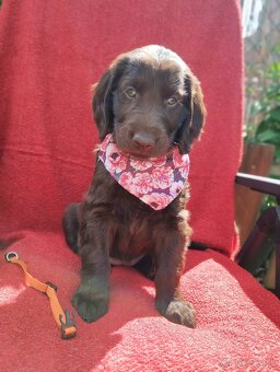Flat coated retriever - šteniatko s PP - 4