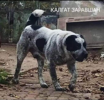 Stredoazijsky ovciak / SAO krytie - 4