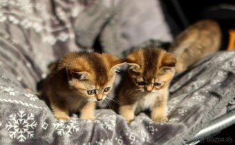 Britská krátkosrstá mačka - 4