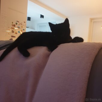 Darujem mačiatko - 4