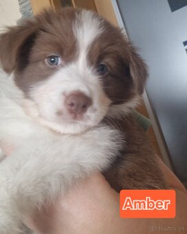 Border kólia s PP - 4