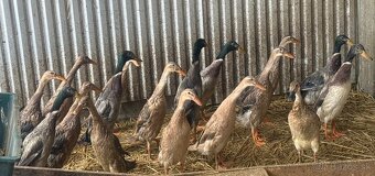 Indické bežce , kačky. - 4