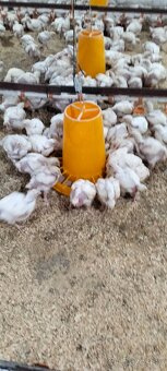 Brojlerové kurčatá - 4