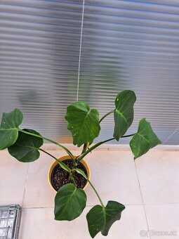 Krotón, pilea, tučnolist, cissus, monstera, osobný odber BA - 4