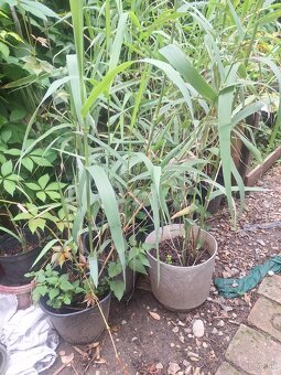 Bambus mrazuvzdorná,Topoľčany - 4