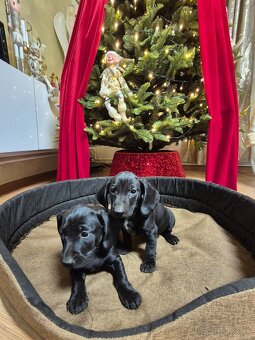 Darujeme šteniatka - 4