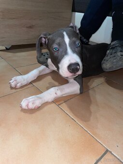 Americký staford - 4