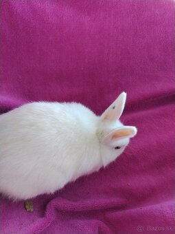 Zakrslý kralik - 4