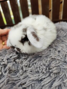 Minilop samička s VP - 4