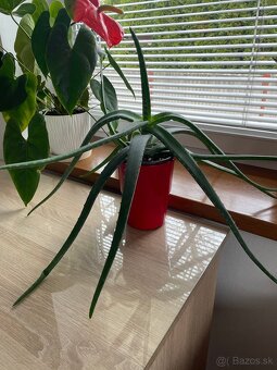 Aloe Vera - Lekárska - 4