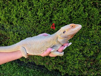 Agama bradat Witblits, Zero, Het Wero - 4