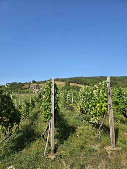 Dve vinice v srdci Tokajskej oblasti – obec Viničky - 4