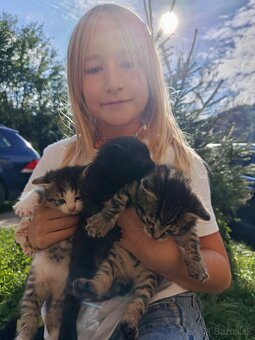 Darujem mačiatka - 4