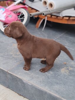 Labrador čokoládový - 4