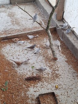 Holubky diamantové - 4