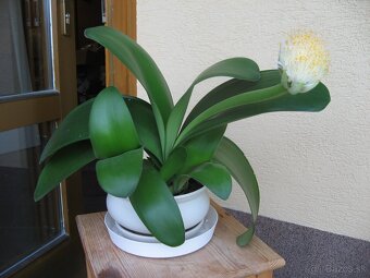 Hemant bielokvetý - Haemanthus albiflos - 4