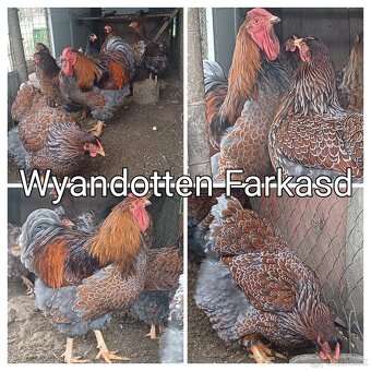 Wyandotka- nasadove vajicka - 4