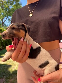Jack Russell Terrier - 4
