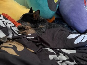 Australský cattle dog - 4