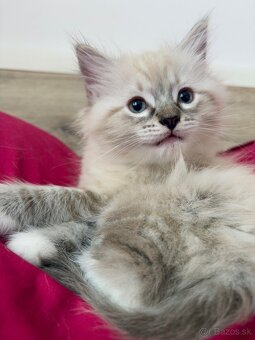 Ragdoll mačiatka - 4