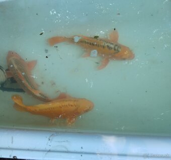 Koi kapre, jazierkove ryby - 4