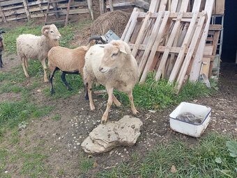 Predám ovce kamerúnske - 4