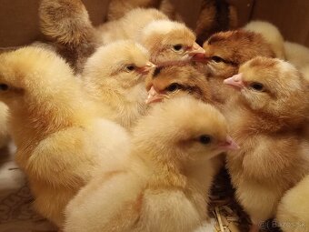 N.vajicka farebny mix - 4