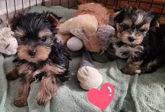 yorkshire terier - 4