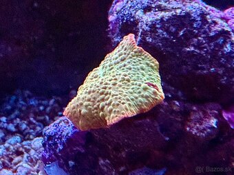 Discosoma eclectus - 4