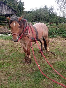 Predám ťažného zrebca - 4