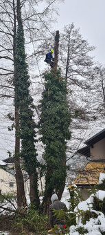 Výrub stromov - Orez - 4