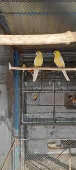 Predám rozela penant a papagáj spevavý - 4