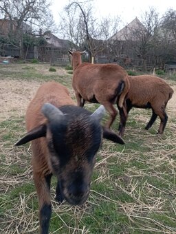 Kamerunské ovce - 4