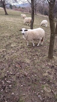 Ovce, zošľachtená valaška - 4