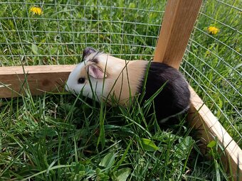 Predám morčatá - 4