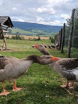 Húsatá, 3 týždňové - 4