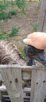 Predám Emu - 4