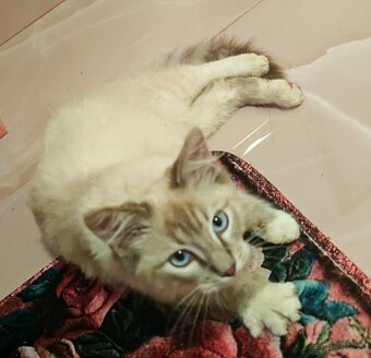 Ragdoll - 4
