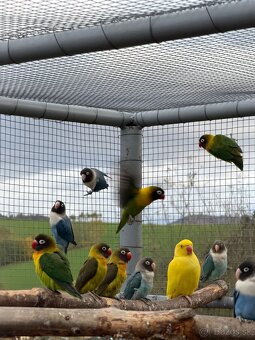 Agapornis škraboškový - 4