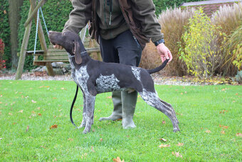 Německý krátkosrstý stavač - 4