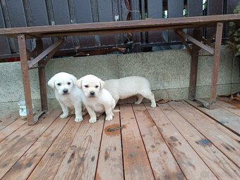 Labradorsky retriever - 4