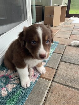 Australsky ovciak s PP - 4