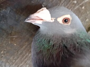 Predám poštové holuby - 4