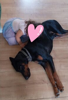 Doberman-krytie - 4