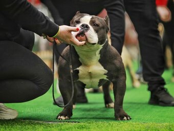 American bully na krytie - 4
