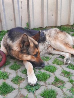 Nemecký ovčiak x Husky - 4