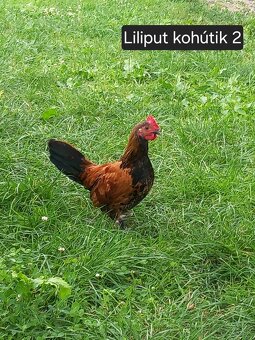 Kohútiky predaj - Holaďanka, Milferka a mix - 4